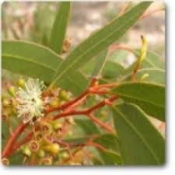Eucalyptus Citriodora - Seeds (10Gm)